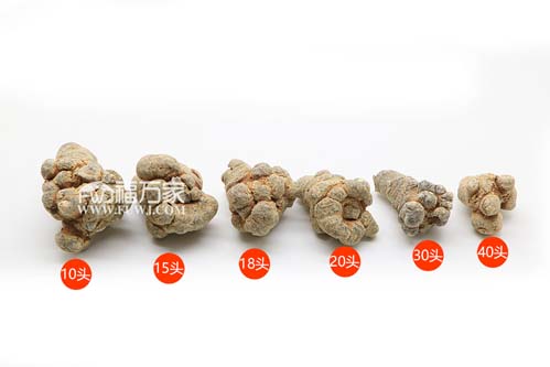 18頭三七性?xún)r(jià)比如何