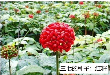 三七的果子